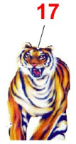Nálepka 'euro-Tiger Abbildung'